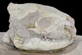 Juvenile Oreodont (Merycoidodon) Skull - South Dakota #113286-5